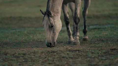 Slow-Motion 4K close shot of a white horse breeding grass in a large field Stock Footage 124597702