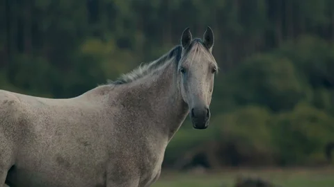 Slow-Motion 4K close shot of a white horse facing the camera and then breeding Stock Footage 124599063