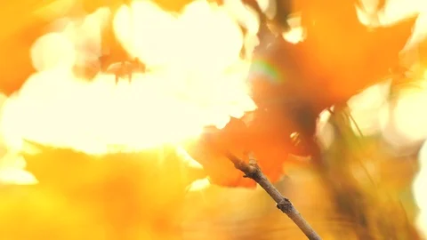 Slow motion 4k Defocused closeup Autumn leaves on maple branch in park. Colorful Stock Footage 118878259