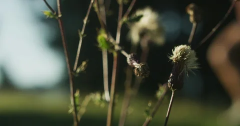 Slow Motion 4K: Female runner in alpine terrain Vidéo 101351229