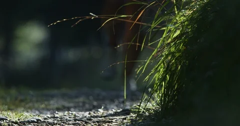 Slow Motion 4K: Female runner in alpine terrain Stock Footage 101359740