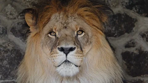 Slow-motion 4K lion portrait, capturing a regal predator in a moment of Stock Footage 292820641