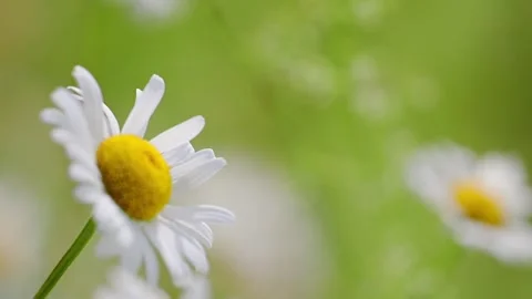 Slow-motion 4K macro shot of daisies blooming, with vibrant green backdrop Stock Footage 295363570