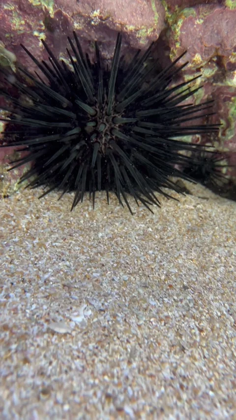Slow motion 4K rack focus zoom in establishment shot Black Sea urchin white sand Stock Footage 291506790