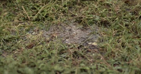 Slow Motion 4k Rain Drops In Puddle Outside in Nature (Plant Life) Stock Footage 219837804