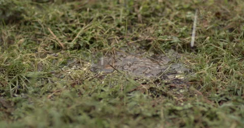 Slow Motion 4k Rain Drops In Puddle Outside in Nature (Plant Life) Stock Footage 219837889