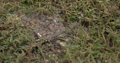 Slow Motion 4k Rain Drops In Puddle Outside in Nature (Plant Life) Video stock 219838129
