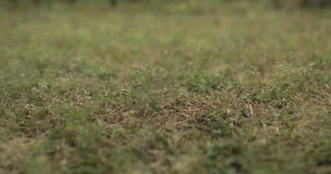 Slow Motion 4k Rain Drops Outside in Nature (Plant Life) Stock Footage 219838172