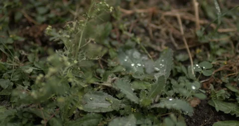 Slow Motion 4k Rain Drops On Leaf Outside in Nature (Plant Life) Stock Footage 219838357