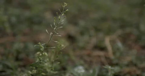 Slow Motion 4k Rain Drops In Puddle Outside in Nature (Plant Life) Stock Footage 219838501