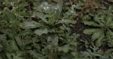 Slow Motion 4k Rain Drops On Leaf Weeds Outside in Nature (Plant Life) Stock Footage 219838511