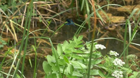 Slow Motion 4k shot of blue dragonfly taking off from a green grass. In Stock Footage 155281426