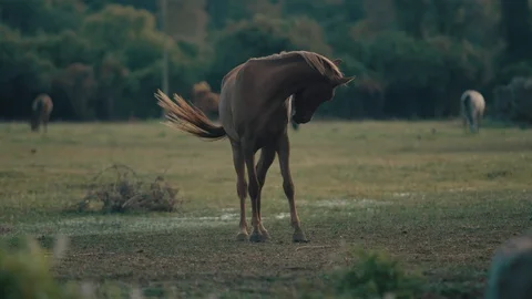 Slow-Motion 4K shot of a brown horse breeding grass in a large field Stock Footage