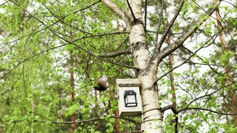 Slow motion 4k shot of a little bird flying out from a wooden nesting box wit 스톡 동영상 334862099