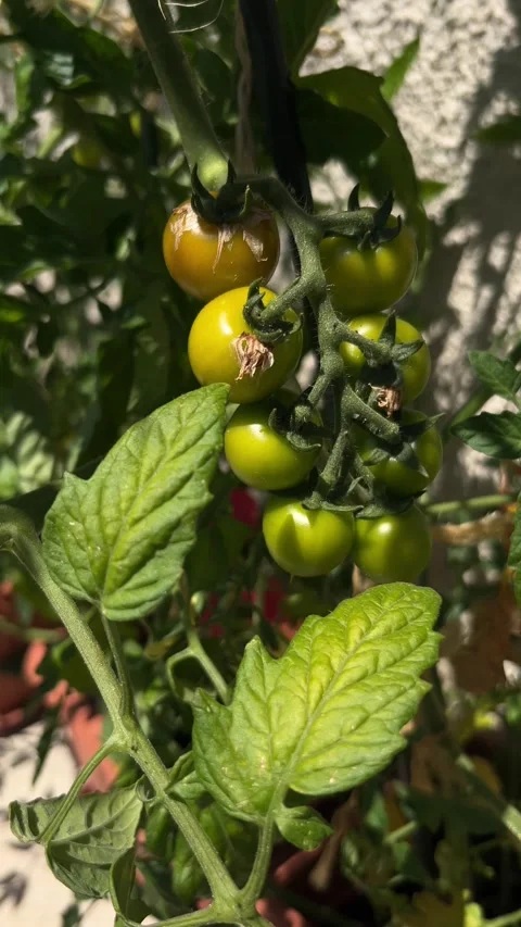 Slow motion 4K shot moving up plant with ripening green and orange tomatoes Video stock 312528677