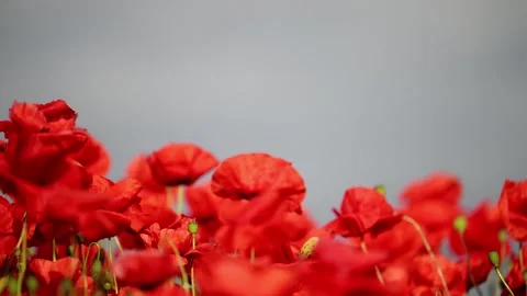 Slow-motion 4K shot of vibrant poppies against a blurred sky, captured with a Stock Footage 295864385