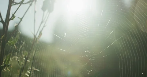 Slow Motion 4K: spyder web in beautiful sunset in alpine terrain Vidéo 101352866