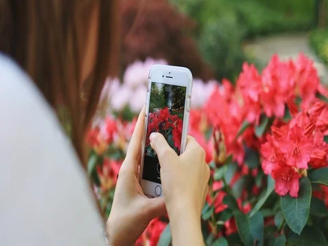 Slow motion 4K: taking pictures of blooming rhododendron flowers with smartphone Vidéo 75690218