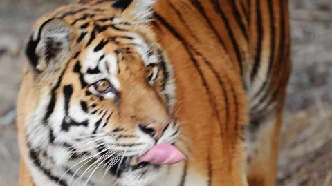 Slow-motion 4K tiger walking gracefully, glancing sideways with intensity and Stock Footage 292677796