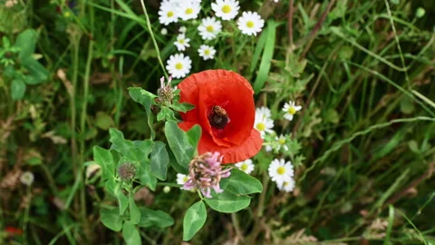 Slow-motion 4K video of blooming red poppy flowers, chamomile and blue cornfl Stock Footage 160422183