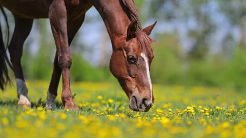 Slow motion 4K video of brown horse eating grass in springtime flower meadow Stock Footage 326333526