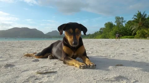 Slow motion 4K video of a friendly dog relaxing on a sandy beach in Seychelles. Vídeo Stock 328611021