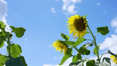 Slow-motion 4K video of sunflowers gently swaying in the breeze. Video stock 332083566