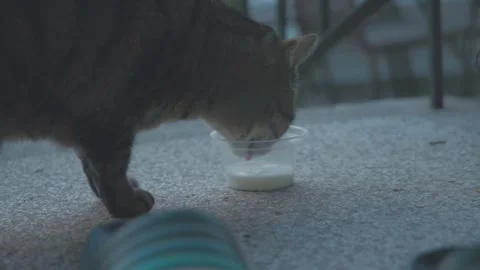 Slow motion 4k video of tabby cat leans down to drink milk from a small, clear Vídeos de archivo 330554393
