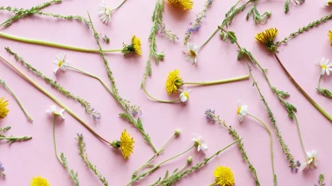 Slow motion 4k. White small daisies and yellow dandelions on a pastel pink Stock Footage 156078621