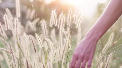 Slow motion, 90 fps. Woman's hand holding a poppy lit evening sun Stock Footage 87474518