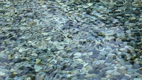 Slow motion of abstract natural background. Video stock 69824119