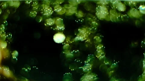 Slow motion of abstract sparkle on black background Stock Footage 239506472