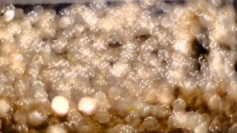 Slow motion of abstract sparkle on black background Stock Footage 239506480