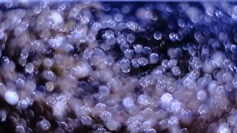 Slow motion of abstract sparkle on black background Stock Footage 239506505