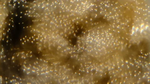 Slow motion of abstract sparkle on black background Stock Footage 239506520