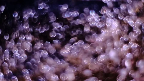 Slow motion of abstract sparkle on black background Stock Footage 239506532