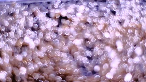 Slow motion of abstract sparkle on black background Stock Footage 239506541