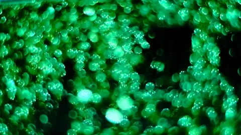 Slow motion of abstract sparkle on black background Stock Footage 239506551