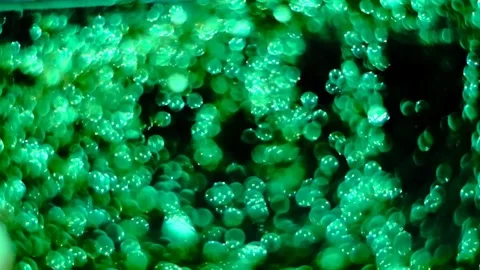 Slow motion of abstract sparkle on black background Stock Footage 239506557