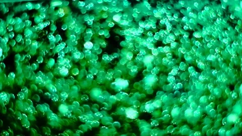 Slow motion of abstract sparkle on black background Stock Footage 239506560