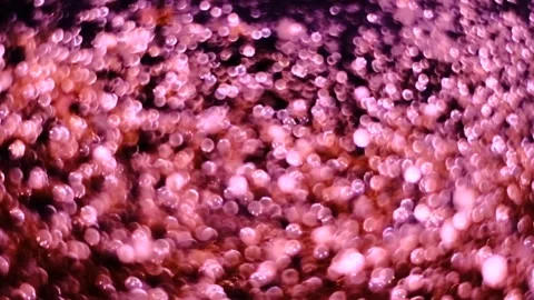 Slow motion of abstract sparkle on black background Stock Footage 239506572