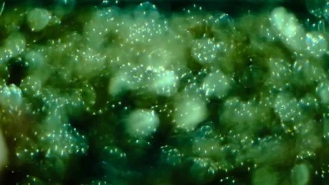Slow motion of abstract sparkle on black background Stock Footage 239506581