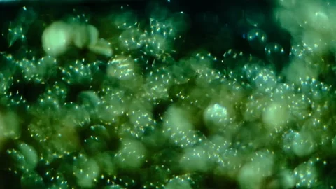 Slow motion of abstract sparkle on black background Stock Footage 239506586