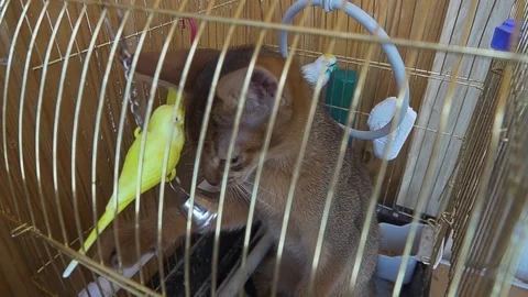 Slow Motion Abyssinian kitten climbed into the parrot's cage playing with his Stock Footage 106636307