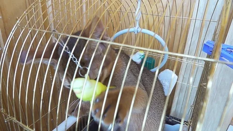 Slow Motion Abyssinian kitten climbed into the parrot's cage playing with his Stock Footage 106785709