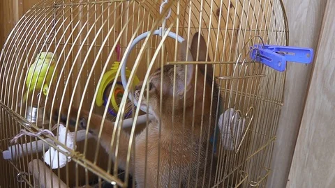 Slow Motion Abyssinian kitten climbed into the parrot's cage playing with his Stock Footage 106901508