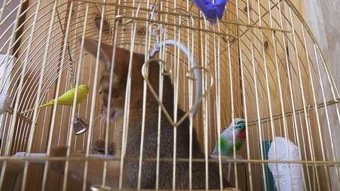 Slow Motion Abyssinian kitten climbed into the parrot's cage playing with his Stock Footage 108614602