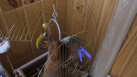 Slow Motion Abyssinian kitten climbed into the parrot's cage playing with his Stock Footage 108848432