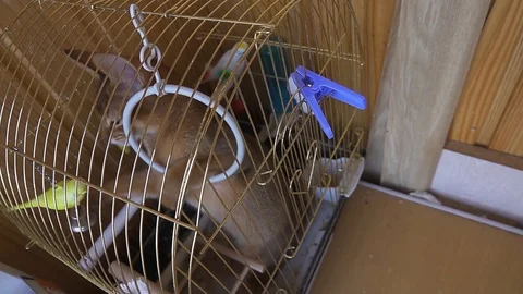 Slow Motion Abyssinian kitten climbed into the parrot's cage playing with his Stock Footage 110872936