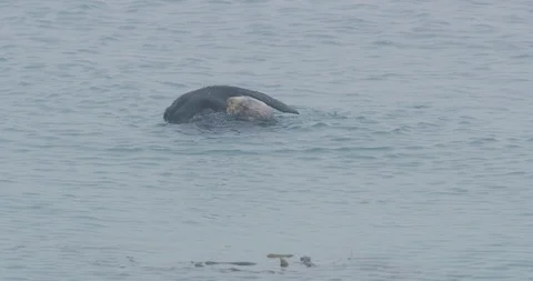 Slow motion of an active sea otter in Morro Bay, California Stock Footage 99141916
